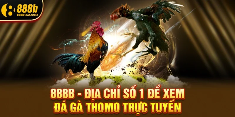Lý Do 888b Là Địa Chỉ Số 1 Để Xem Đá Gà Thomo Trực Tuyến